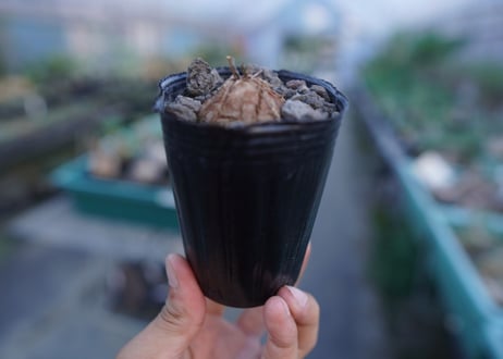 亀甲竜　Dioscorea elephantipes　No.4