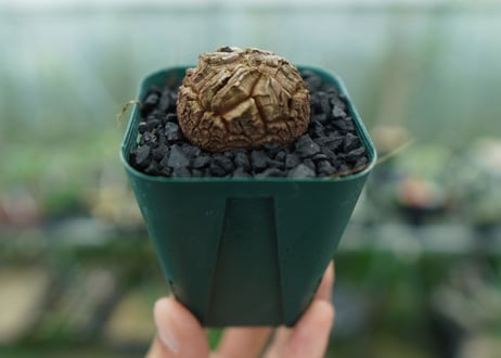 亀甲竜　Dioscorea elephantipes　No.2
