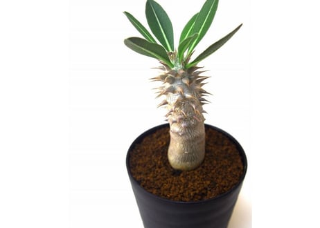パキポディウム デンシフローラム シバ女王の玉櫛　Pachypodium densiflorum