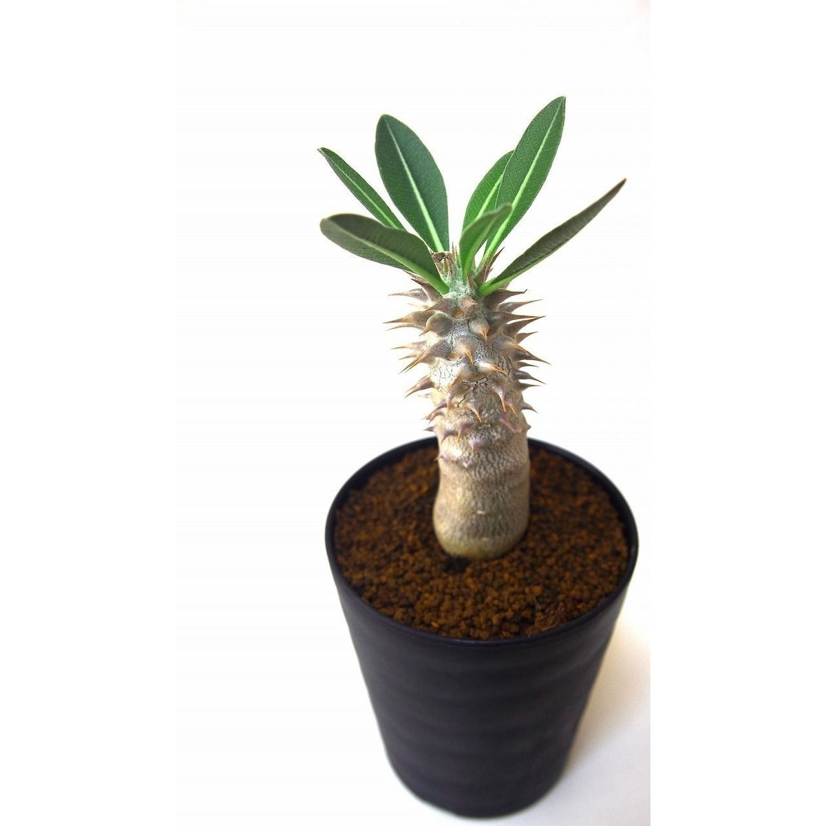 パキポディウム デンシフローラム シバ女王の玉櫛 Pachypodium