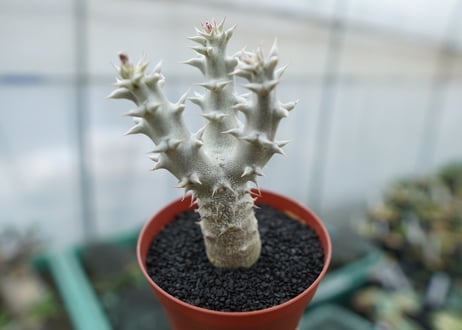 パキポディウム　デンシフローラム　Pachypodium densiflorum　No.9