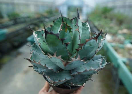 アガベ　チタノタ　 ブラックアンドブルー 　Agave titanota black and blue　No.3