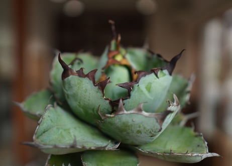 アガベ　チタノタ　 ブラックアンドブルー 　Agave titanota black and blue