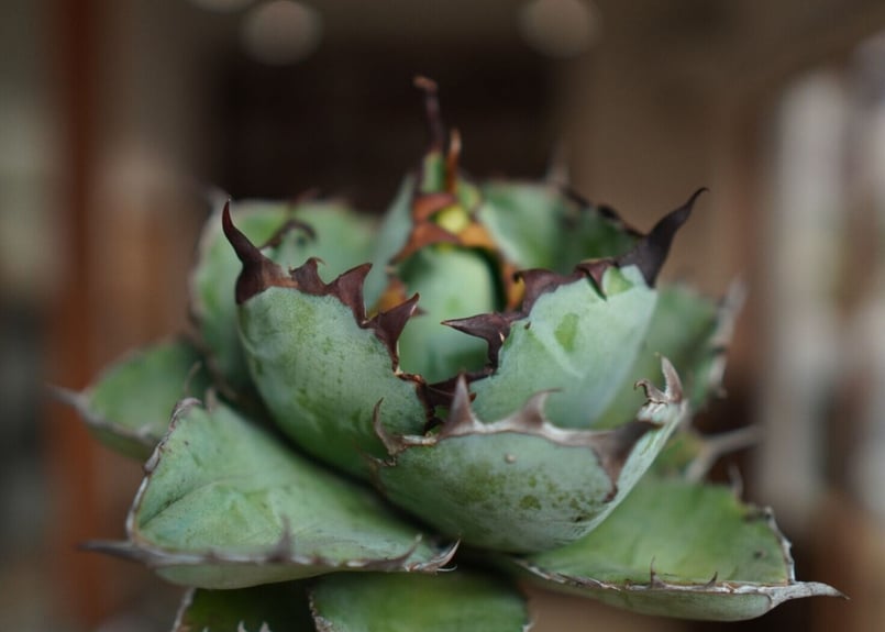 アガベ チタノタ ブラックアンドブルー Agave titanota black and