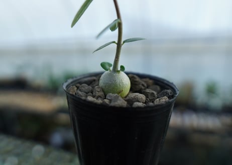 フォッケア　エデュリス　Fockea edulis　No.2
