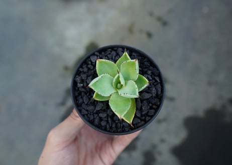 アガベ　マクロアカンサ×ポタトラム　 Agave macroacantha×potatorum