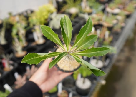 パキポディウム　サンデルシー　Pachypodeium saundersii