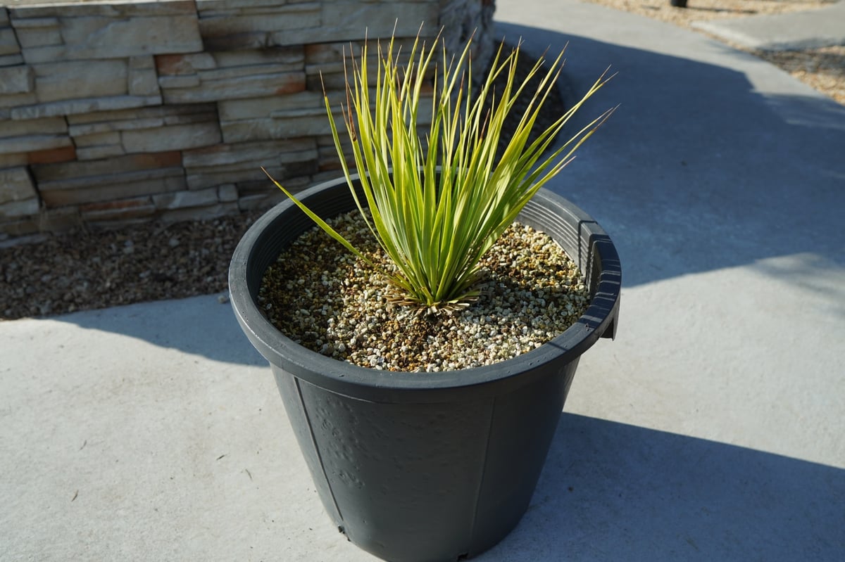 ユッカ ロストラータ 実生2 鉢付き ユッカ ロストラータ 実生2