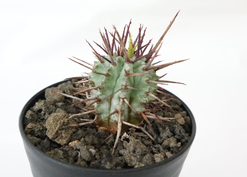 ユーフォルビア 強刺ホリダ | mana's farm:塊根植物・アガベ・ドライ