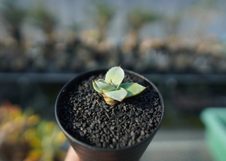 アガベ　パリー　トランカータ　Agave parryi var. truncata