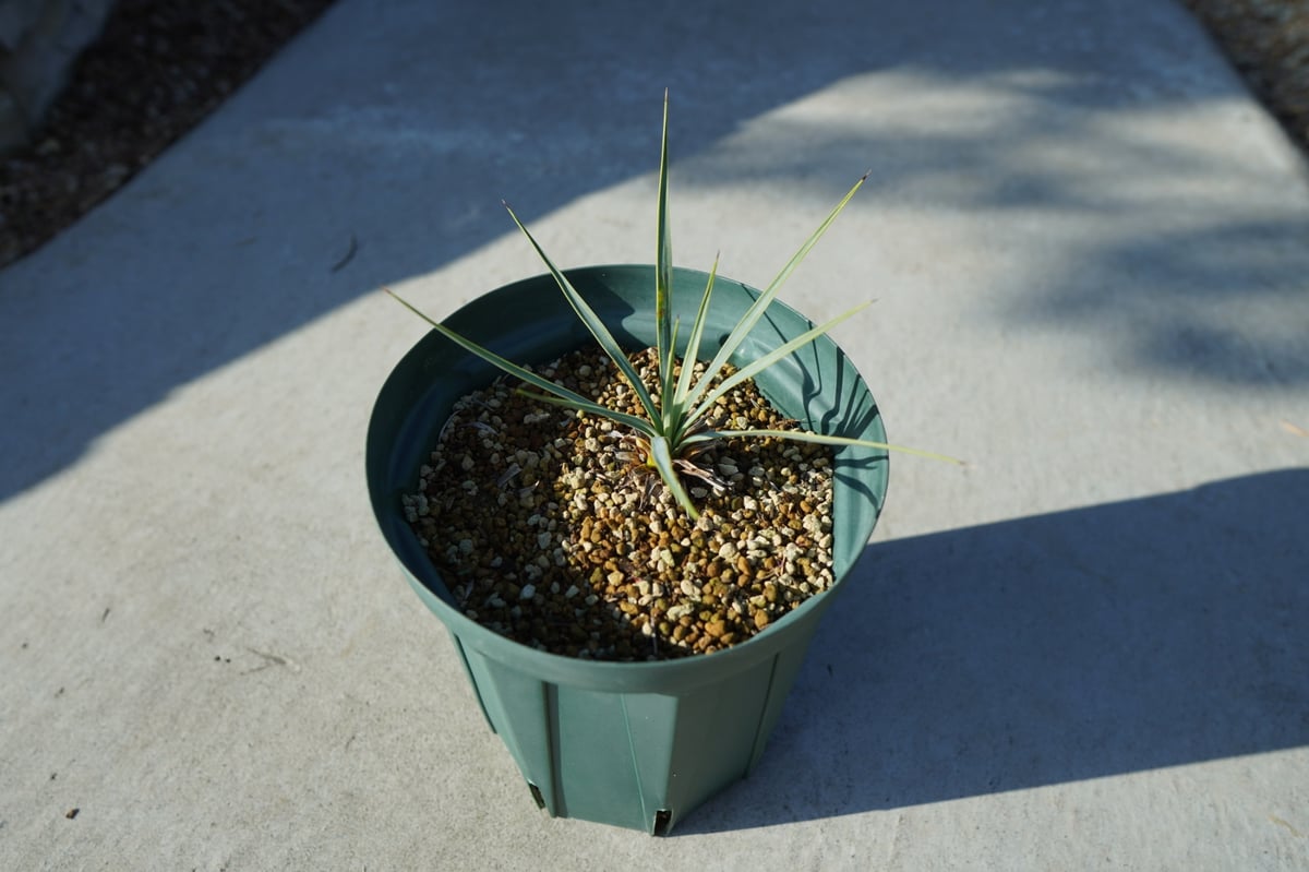 ユッカ ロストラータ yucca rostrata No.1 | mana's farm:塊根