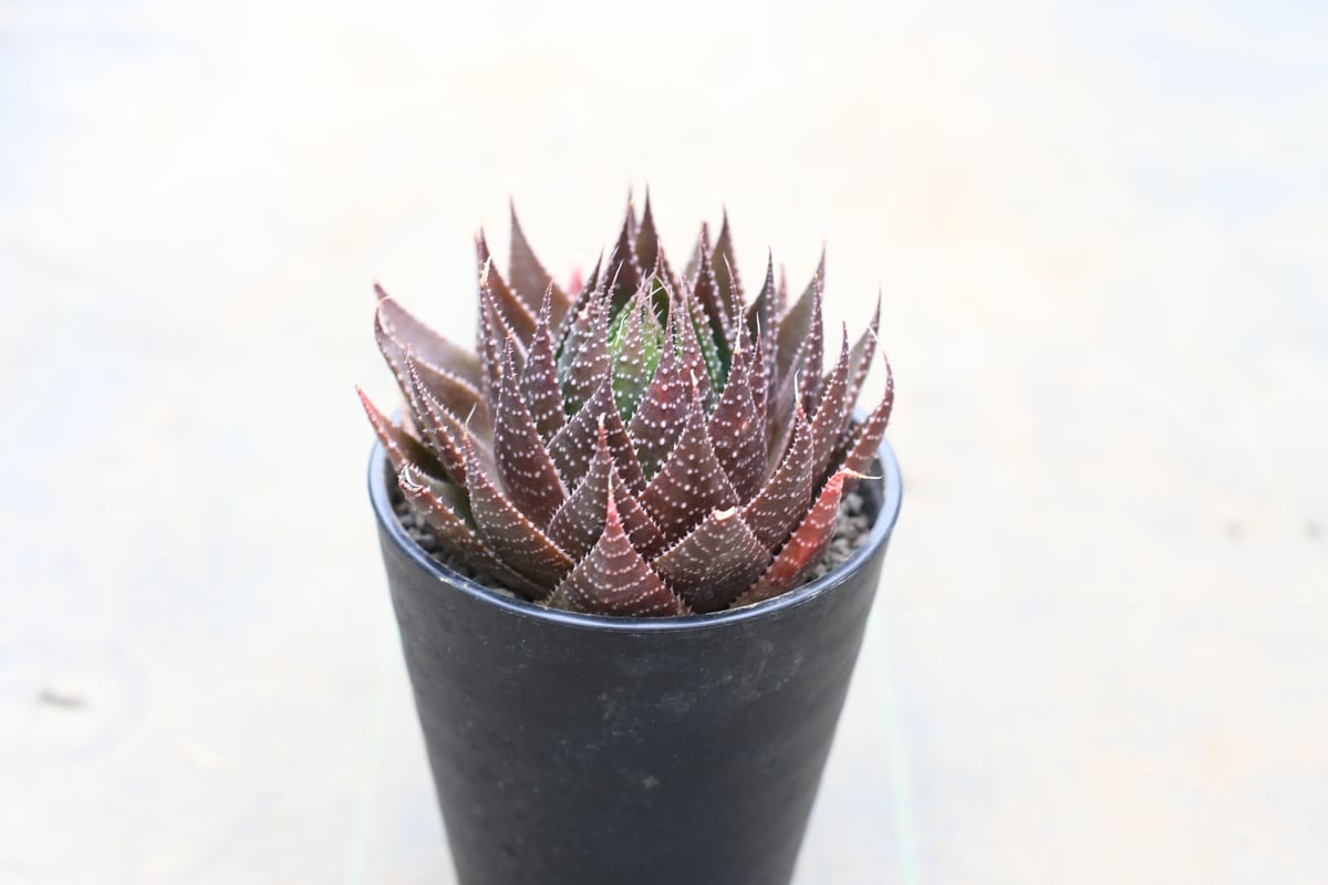 ガステラロエ 王妃綾錦 | mana's farm:塊根植物・アガベ・ドライ