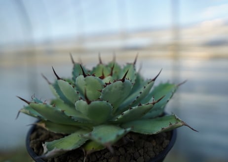吉祥冠　中斑　Agave potatorum