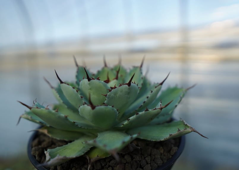 吉祥冠 中斑 Agave potatorum | mana's green:塊根植物販売|マナ 吉祥冠 中斑 Agave potatorum | mana's green:塊根植物販売|マナ