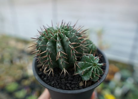 ユーフォルビア　ホリダ　Euphorbia horrida　No.2