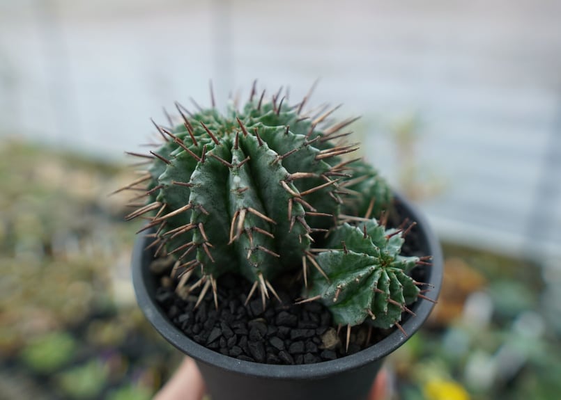 ユーフォルビア ホリダ Euphorbia horrida No.2 | mana's far