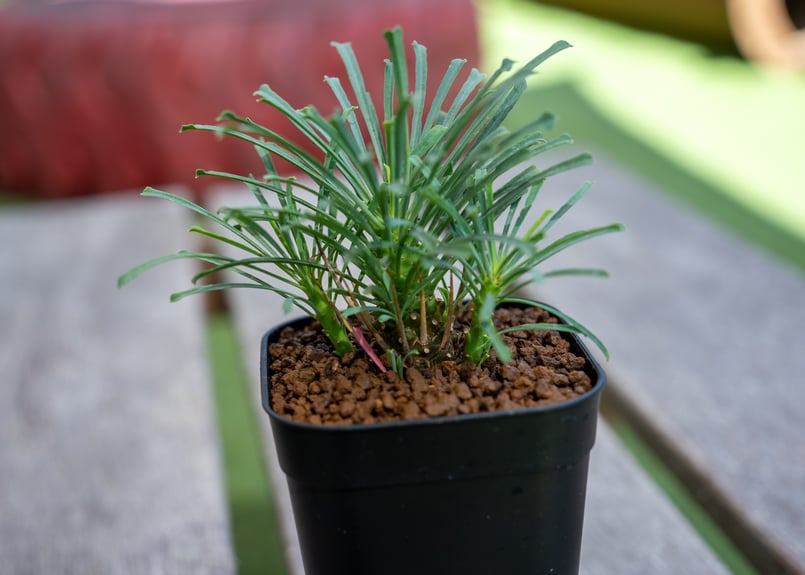 【希少】ユーフォルビア・ムルチフォリア 綺麗な樹形コーデックス グラキリス Euphorbia multifolia【ユーフォルビア・ムルチフォリア】 | RIMO'S