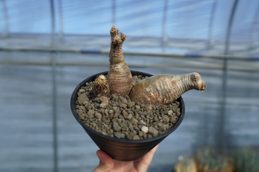 パキポディウムデンシフローラム現地球（種取り可能な充実株）