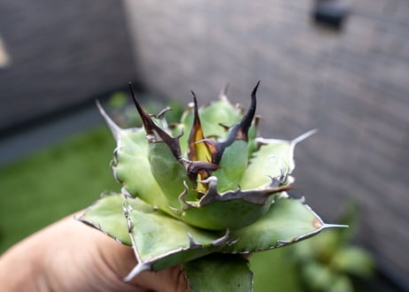 Agave ハデス 黒獄 Ｂ NO.2    (G)