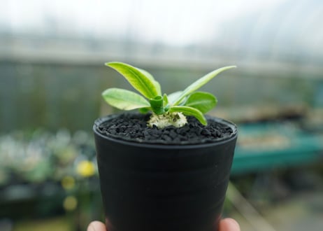 パキポディウム　恵比寿笑い　Pachypodium brevicaule　No.6