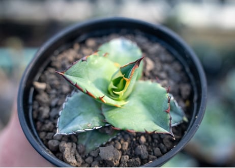 アガベ　チタノタ　ブルー　agave titanota Blue 　NO.4