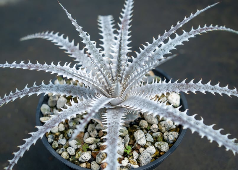 dyckia ディッキア　タンク　ブロメリア　アガベ　塊根　チランジア dyckia ディッキア タンク ブロメリア アガベ 塊根 チランジア