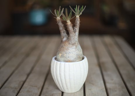 グラキリス　 Pachypodium Gracilius