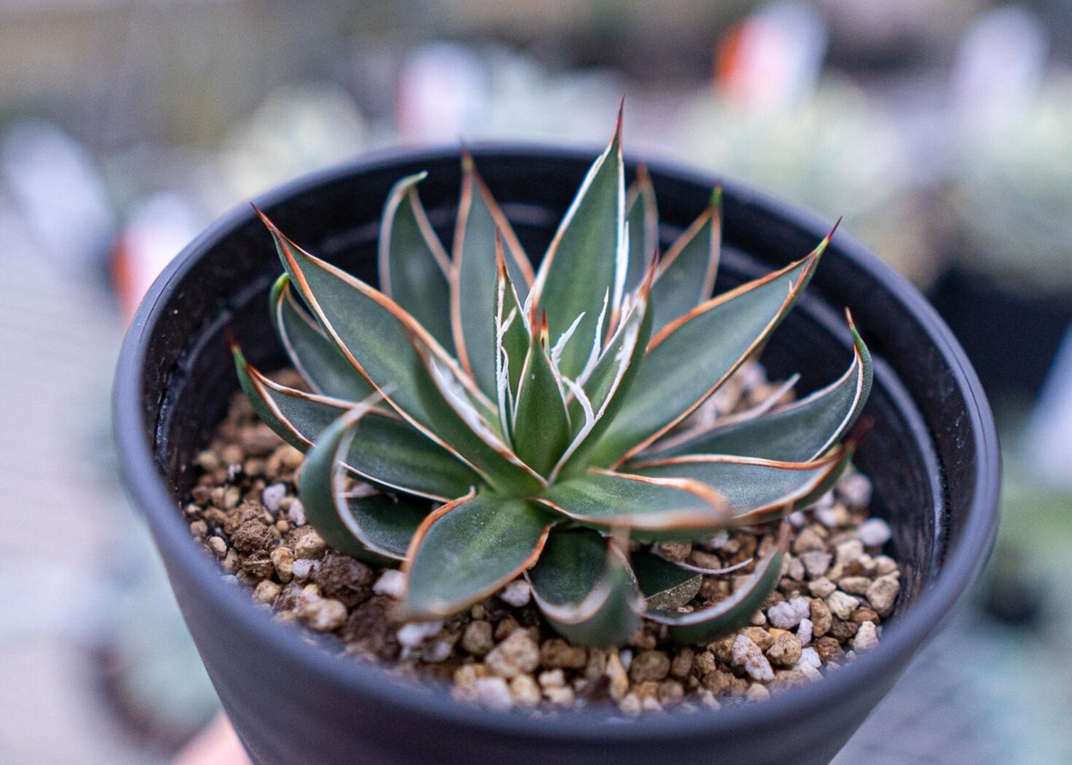 アガベ ホワイトストライプ | mana's farm:塊根植物・アガベ・ドライ