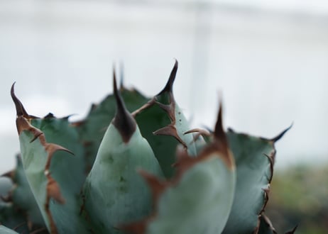 アガベ　チタノタ　 ブラックアンドブルー 　Agave titanota black and blue　NO.2