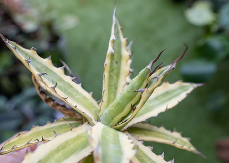Agave xylonacantha “Frostbite”  NO.3     (G)