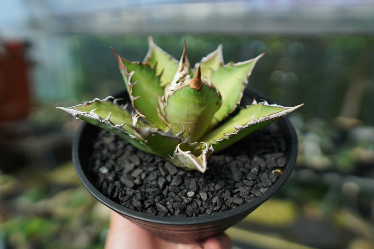アガベ チタノタ レッドキャットウィーズル Agave titanota Red catwee