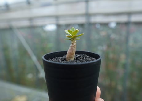 アデニウム　Adenium  No.4