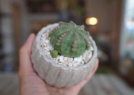 ユーフォルビア　シンメトリカ　Euphorbia　symmetrica