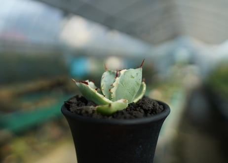 アガベ　兜蟹錦　Agave isthmensis “Kabutogani” variegata  No.2