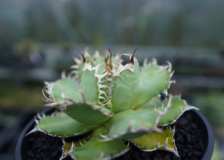 アガベ　チタノタ　フィリグリー　agave titanota filigree