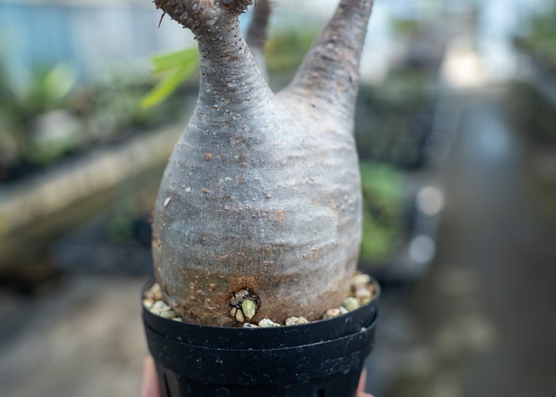 パキポディウム グラキリス No.16 | mana's farm:塊根植物・アガベ