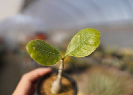 フォッケア　マルチフローラ　Fockea multiflora