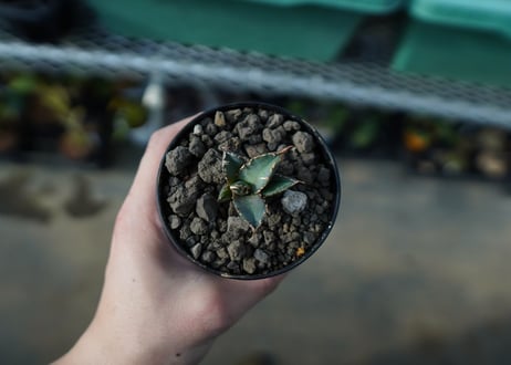 カキコアガベ　チタノタ　FO-76　agave titanota  FO-76　子株　A13