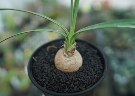 ボーカルネア　グラキリス　Beaucarnea gracilis　No. 1