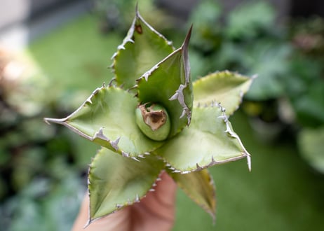 Agave Sowing seeds A NO.2