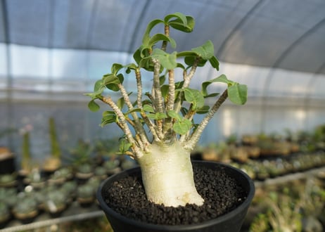 アデニウム　Adenium　No.3