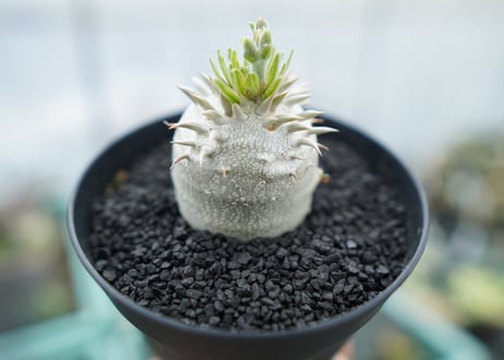 パキポディウム　恵比寿大黒　Pachypodium Densicaule　No.5