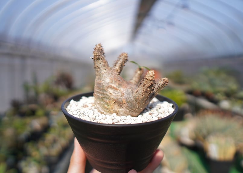 パキポディウム マカイエンセ Pachypodium makayense No.2 | man