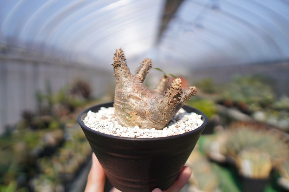 パキポディウム マカイエンセ Pachypodium makayense No.2 | man