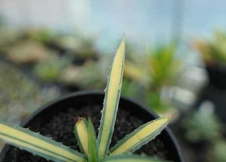 アガベ　マクロアカンサ錦　Agave macroacantha variegata NO.2