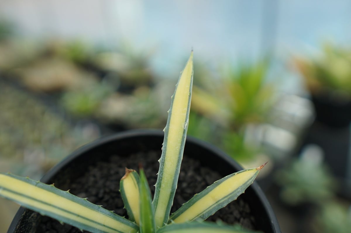 Agave macroacantha variegata マクロアカンサ錦　子株 アガベ マクロアカンサ錦 Agave macroacantha variegata NO.2