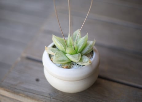 ハオルチア　Haworthia