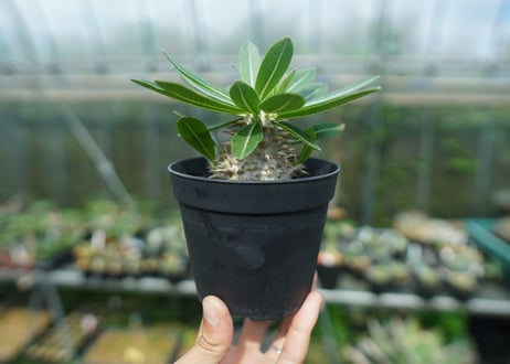 パキポディウム　恵比寿大黒　Pachypodium Densicaule　No.10