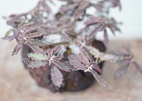 Euphorbia　decaryi