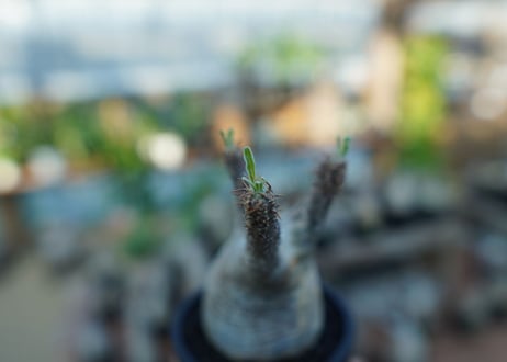 【未発根】パキポディウム　グラキリス　 Pachypodium Gracilius  No.24
